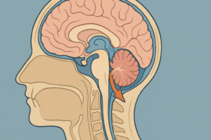Beyincik sarkmasında beyinciğin spinal kanala doğru hareketini gösteren illüstrasyon.